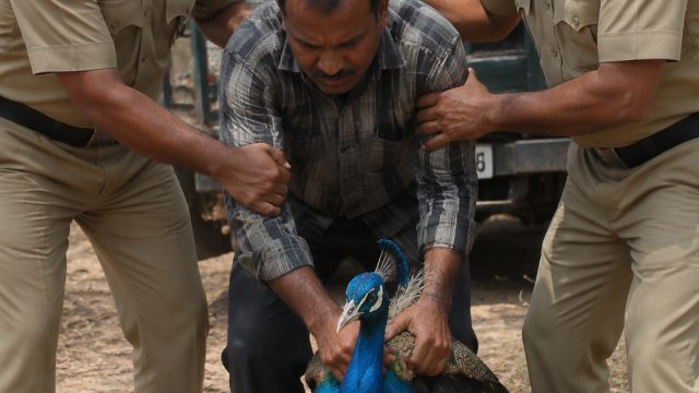 Crackdown on Wildlife Crime: Peacock Poaching Arrest in Chikkaballapur | rtppower4d, syarat bisa pin